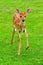 White Tail Deer, Fawn, Bitterroot Mountains, Montana.