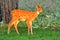 White Tail Deer, Fawn, Bitterroot Mountains, Montana.