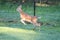 White tail deer Fawn jumping or running