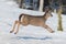 White tail deer fawn running and jumping