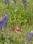 White-tail deer fawn sleeping in lupine meadow