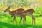 White Tail Deer, Fawns, Bitterroot Mountains, Montana.