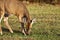 White Tail Deer Feeding