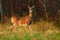 White Tail Deer at Forest