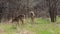 White tail deer grazing in the wild