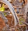 White Tail Deer Hiding in Brush