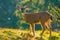 White Tail Deer in a meadow