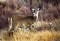 White Tail Deer Montana