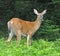 White-tail deer munching leaves