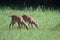 White Tail Deer Twin Fawns