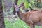White tail deer wandering around thick forest near water