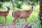 White tail deer wandering around thick forest near water