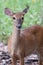 White tail deer wandering around thick forest near water