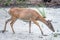 White tail deer wandering around thick forest near water