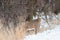 A White Tail Deer in Winter - Nebraska