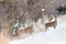 White Tail Deer in Winter - Nebraska