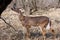 White-tail Deer Young Buck