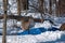 A White Tail Doe in Snow