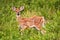 White Tail Fawn Deer