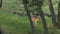 White Tail Fawn in green grass