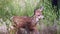 White Tail Fawn out for a walk