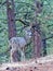 White-Taile Deer, Buck, Bitterroot Mountains.