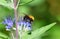 White Tailed Bee on Blue Caropteris Flower