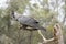 This is a white tailed black cockatoo