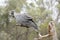 The white tailed black cockatoo is perched on a branch