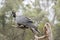 The white tailed black cockatoo is perched on a branch