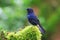 White-tailed Blue Robin