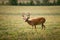 White Tailed Buck Deer Wildlife Animal