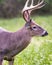 White-tailed Buck Dining on Grass