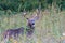 White-tailed Buck Odocoileus virginianus in a weedy field during autumn. Selective focus, background and foreground blur