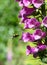 White tailed bumble bee hovering above a foxglove flower