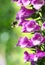 White tailed bumble bee hovering above a foxglove flower