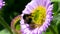 White-tailed Bumblebee, Bombus lucorum - Bumblebee on pink flower
