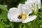 White Tailed bumblebee in an open white flower