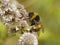 White-tailed bumblebee on peppermint flower