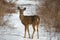 White-tailed Deer