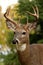 White Tailed Deer