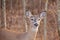 White Tailed Deer