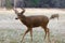 white tailed deer pictures