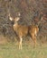 White-tailed Deer