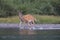 white-tailed deer at a alpine lake, Glacier National Park, Montana,USA