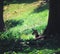 White-tailed deer baby in the summer forest in austria