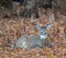 White-tailed deer bedded down