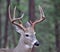 White-Tailed Deer, Bitterroot Mountains, Montana.