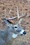 White-Tailed Deer, Bitterroot Mountains, Montana.