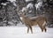 White-tailed deer buck